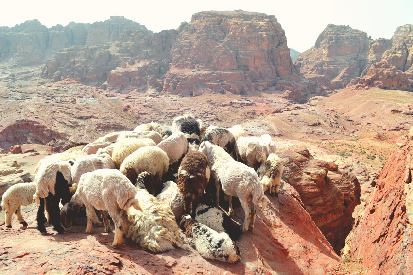 Petra_sheep