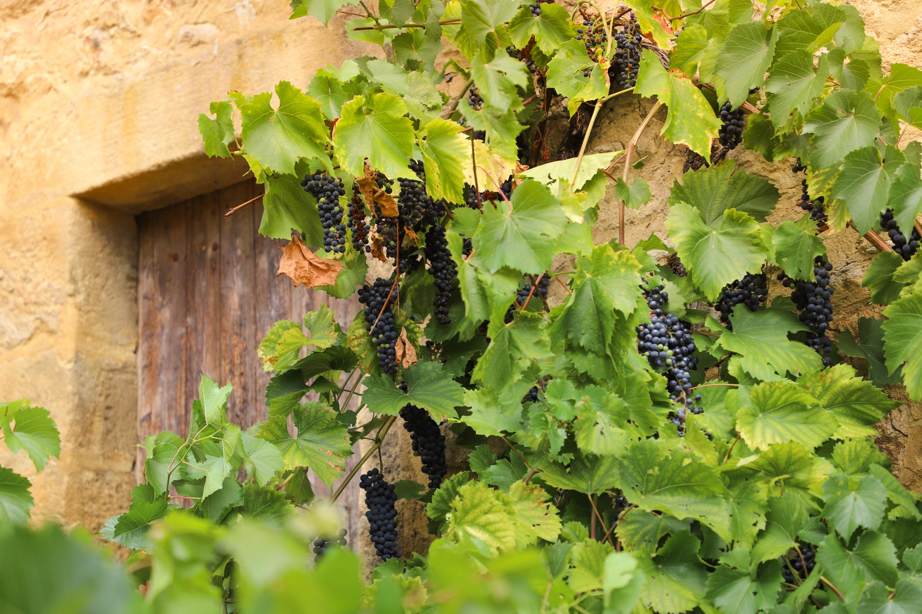 Raisin village de Dordogne