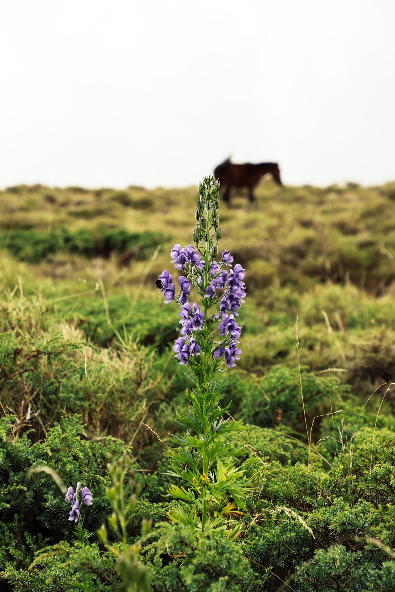 Fleur du Plateau du Coscione