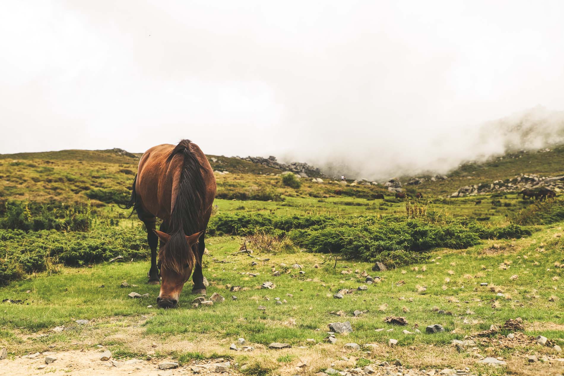 Cheval-Plateau-du-Coscione