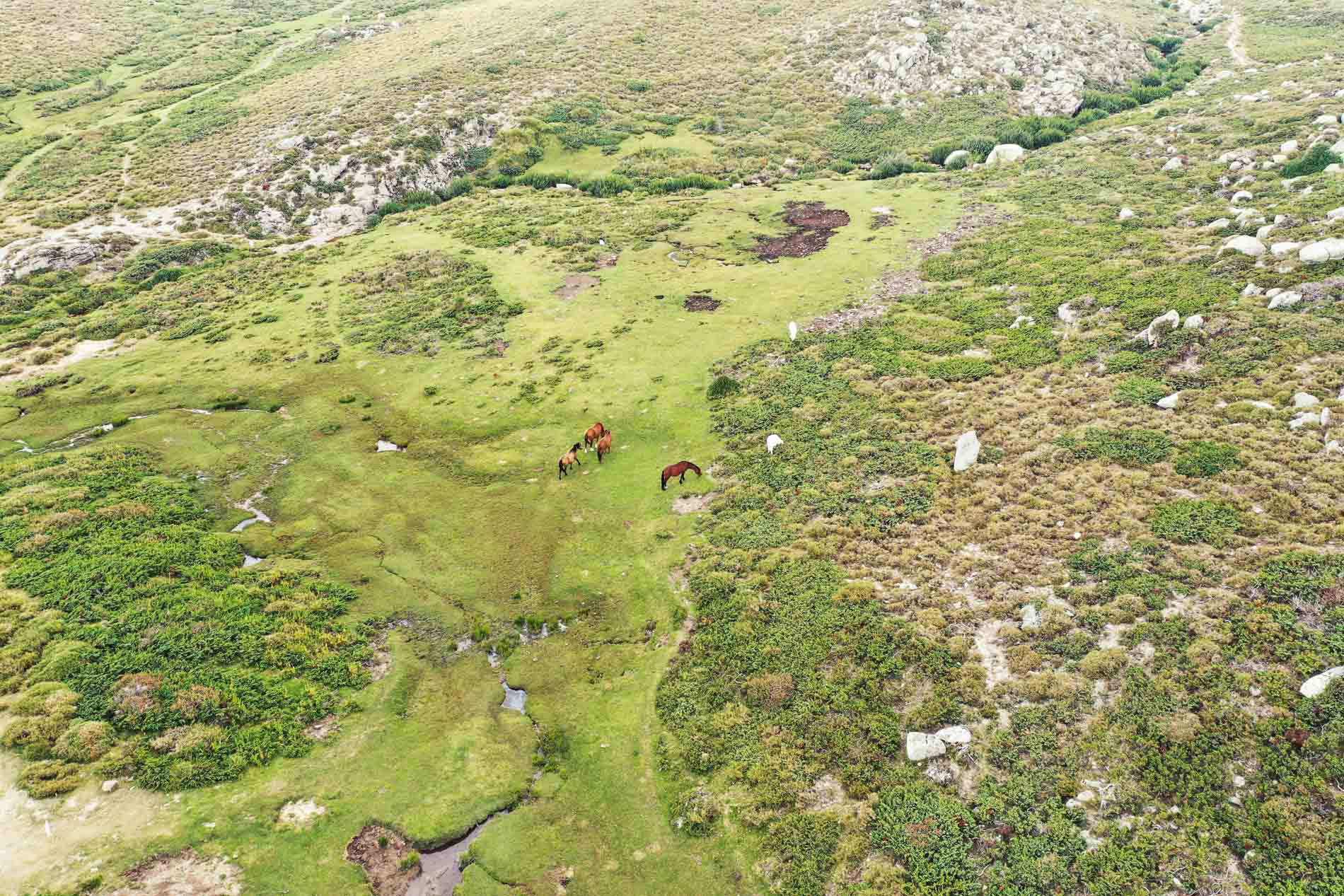 Plateau du Coscione Corse du Sud