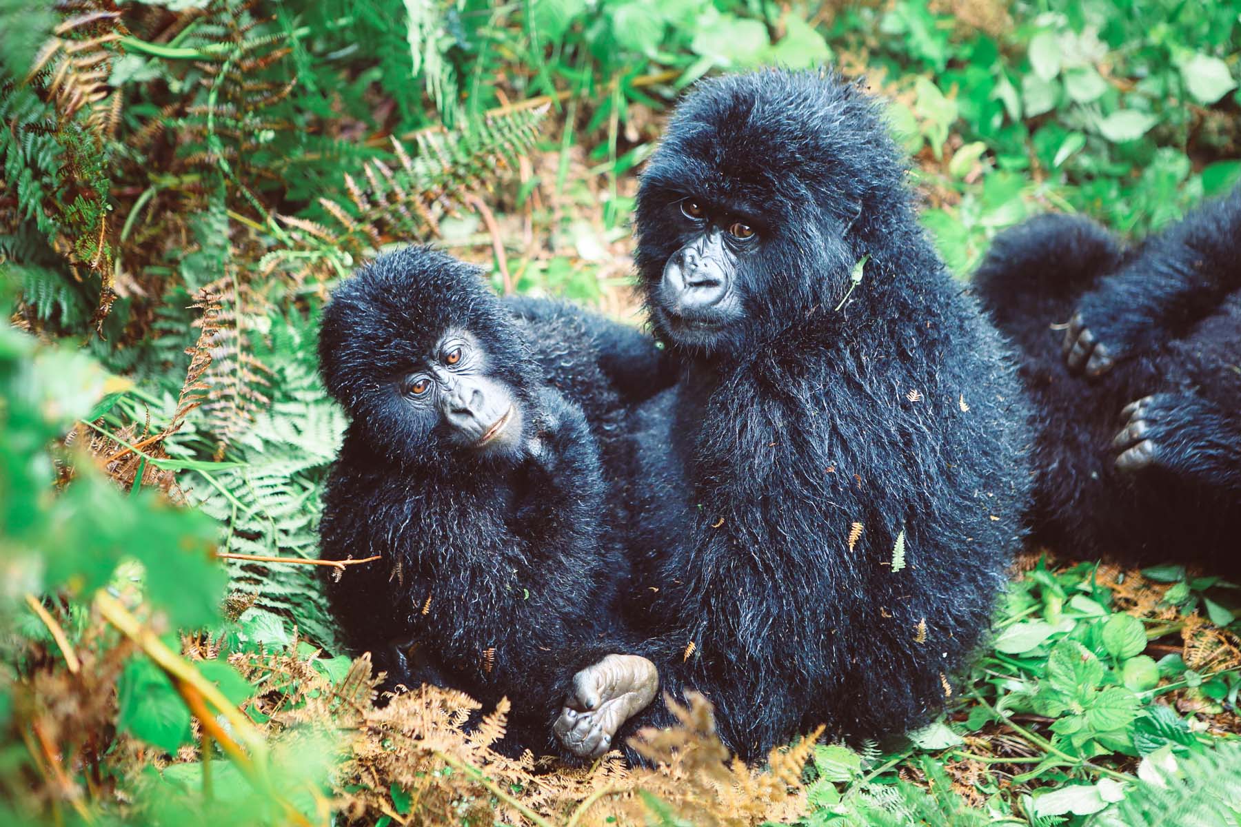 excursion-gorilles-ouganda