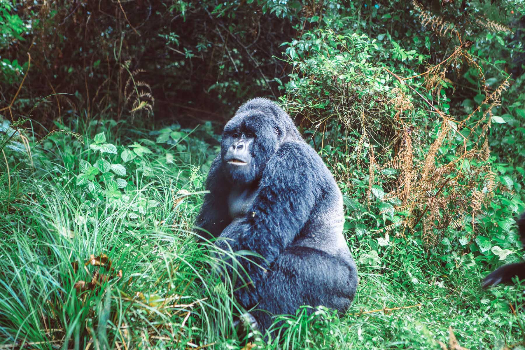 ou-voir-les-Gorilles-en-Ouganda