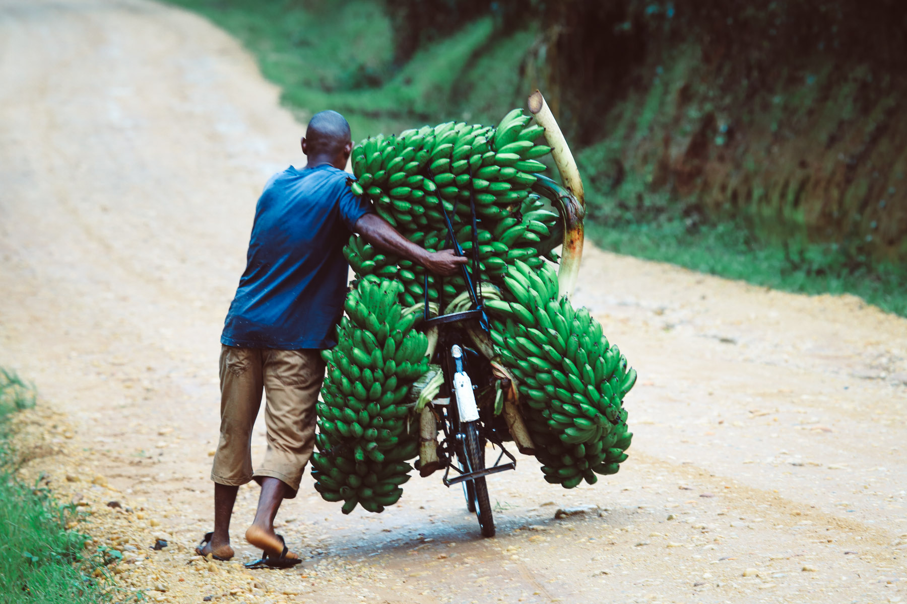 bananes-ouganda