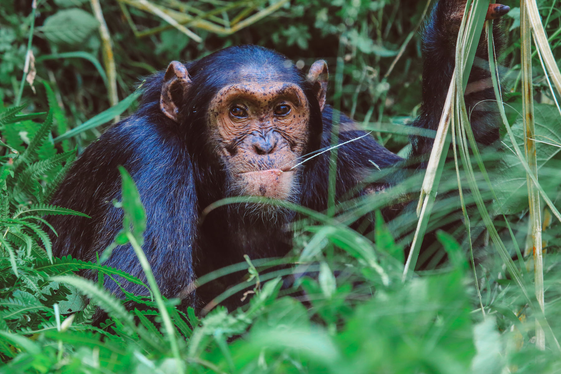 chimpanzes-ouganda