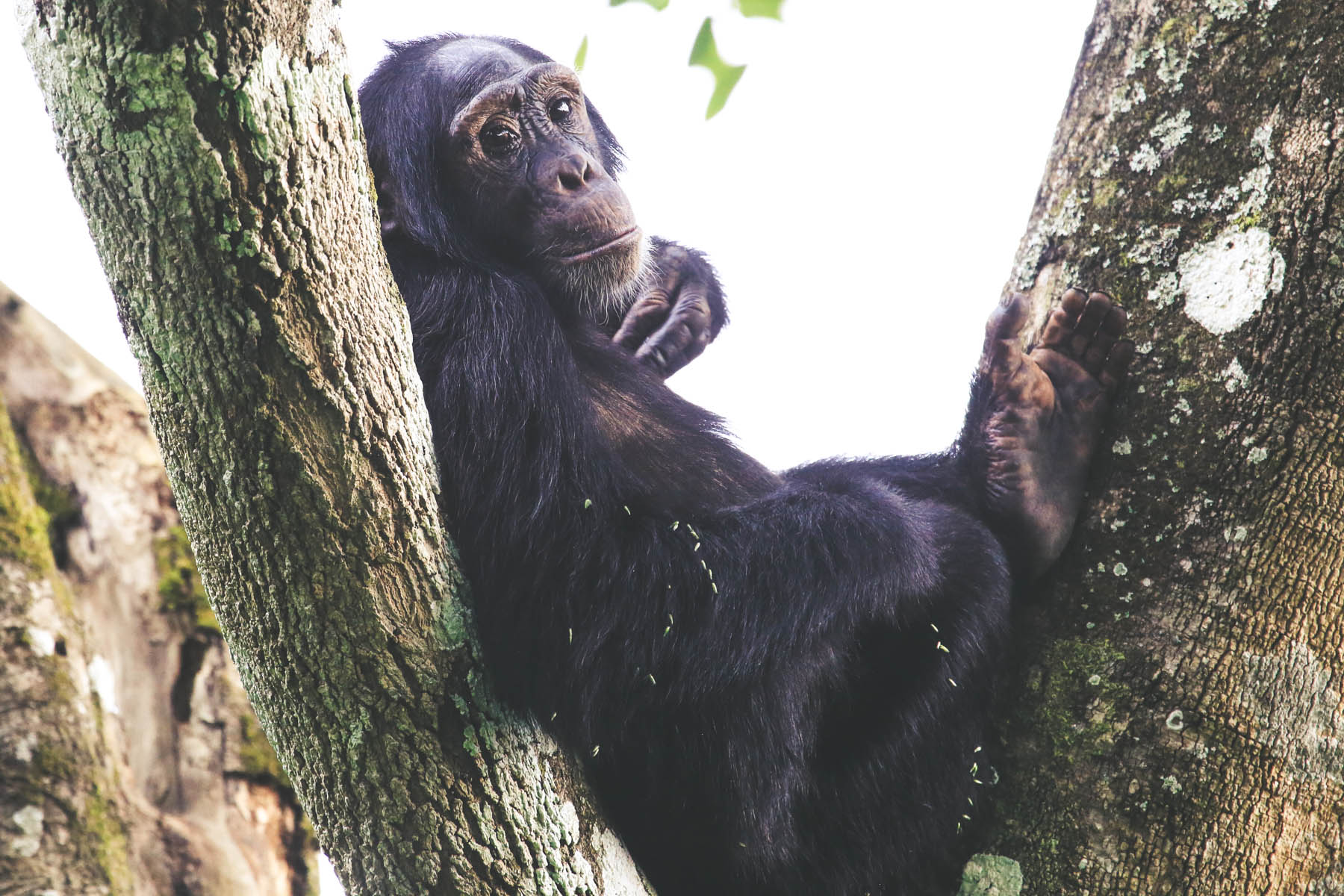 kibale-chimpanzes-ouganda