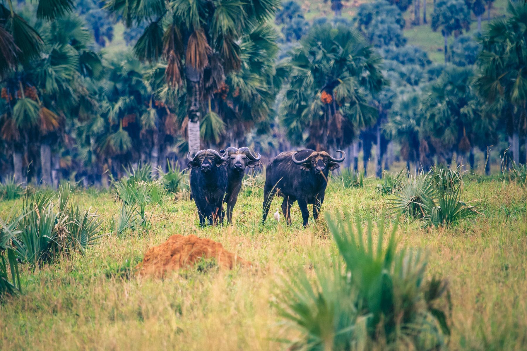 safari-parc-national-de-murchison-falls