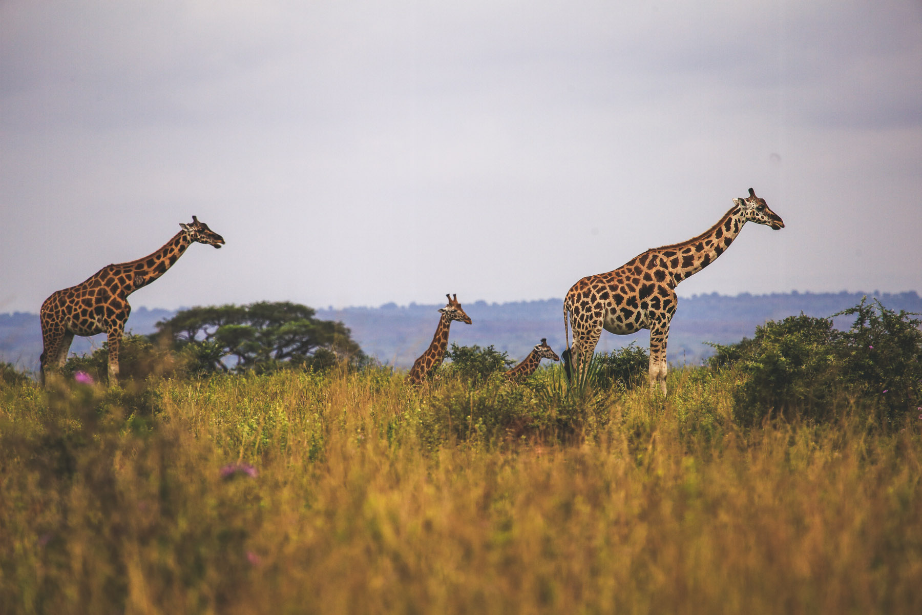 ou-faire-un-safari-en-ouganda