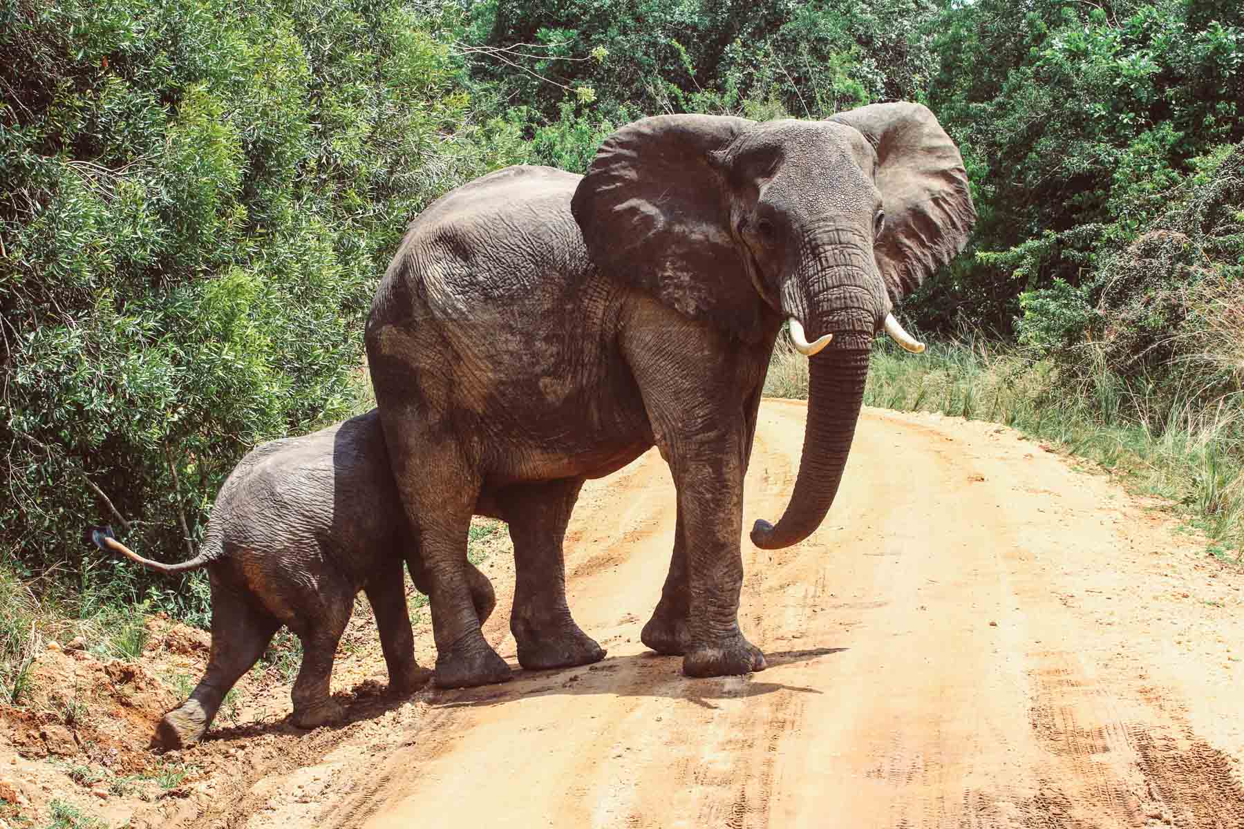 safari-elephants-en-ouganda