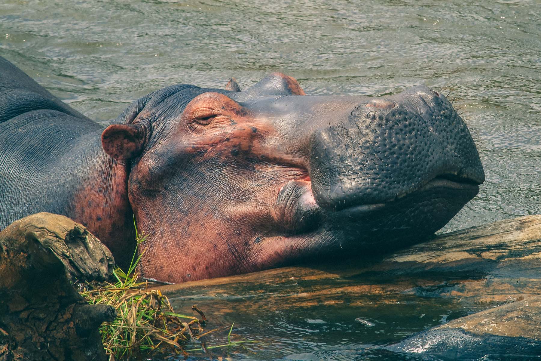 safari-en-ouganda