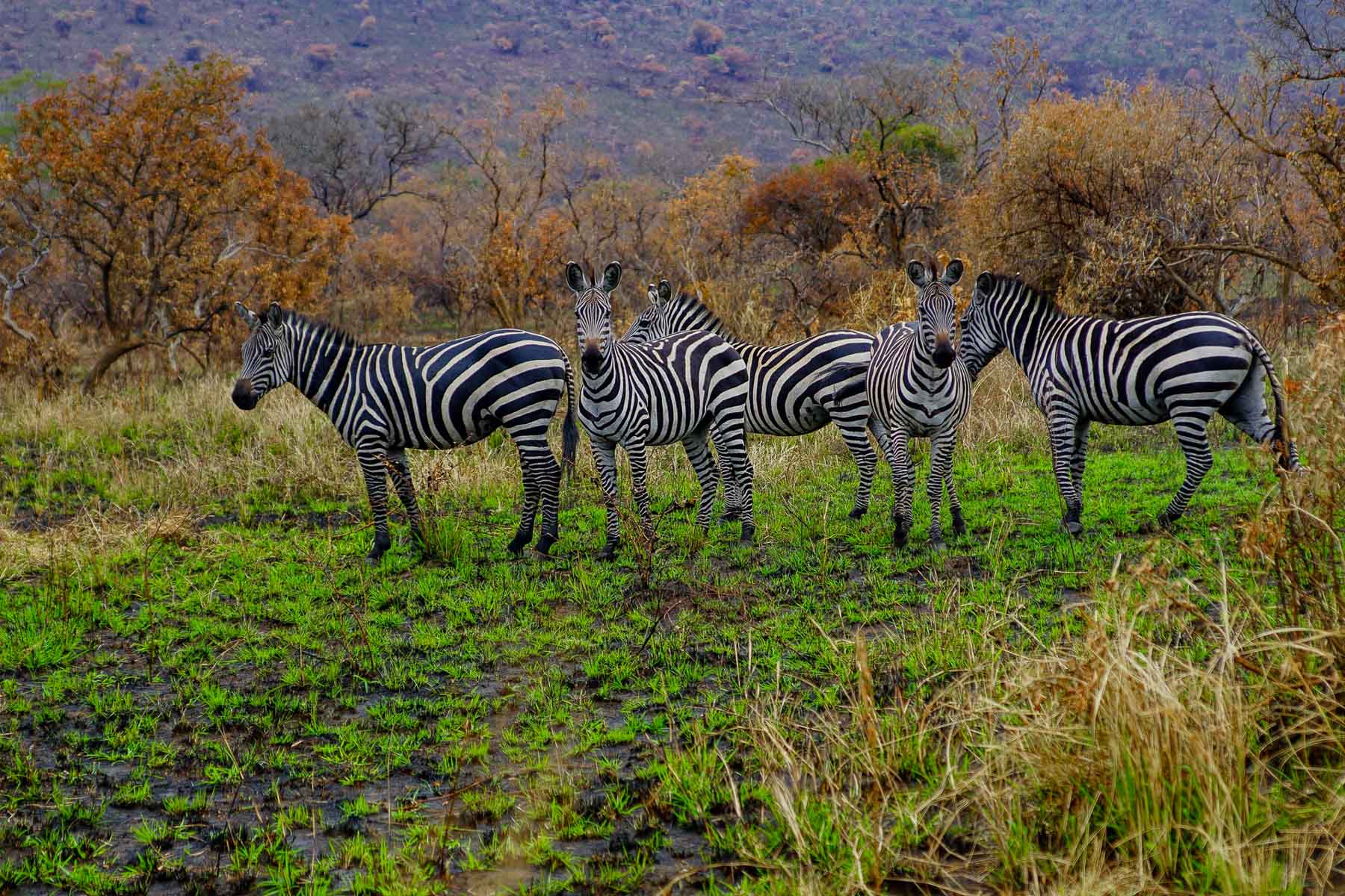 Akagera-National-Park-Kayonza-Rwanda