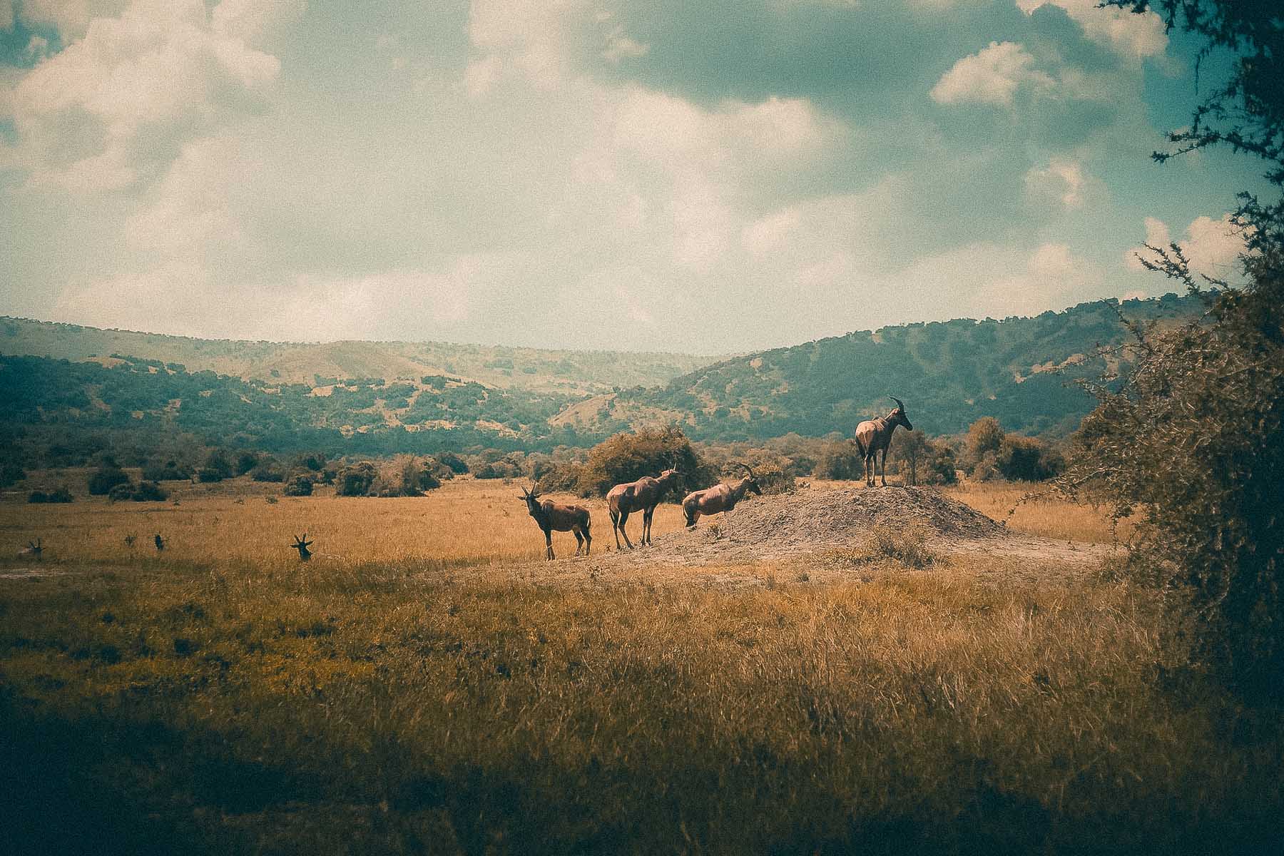 Akagera-Park-Afrique