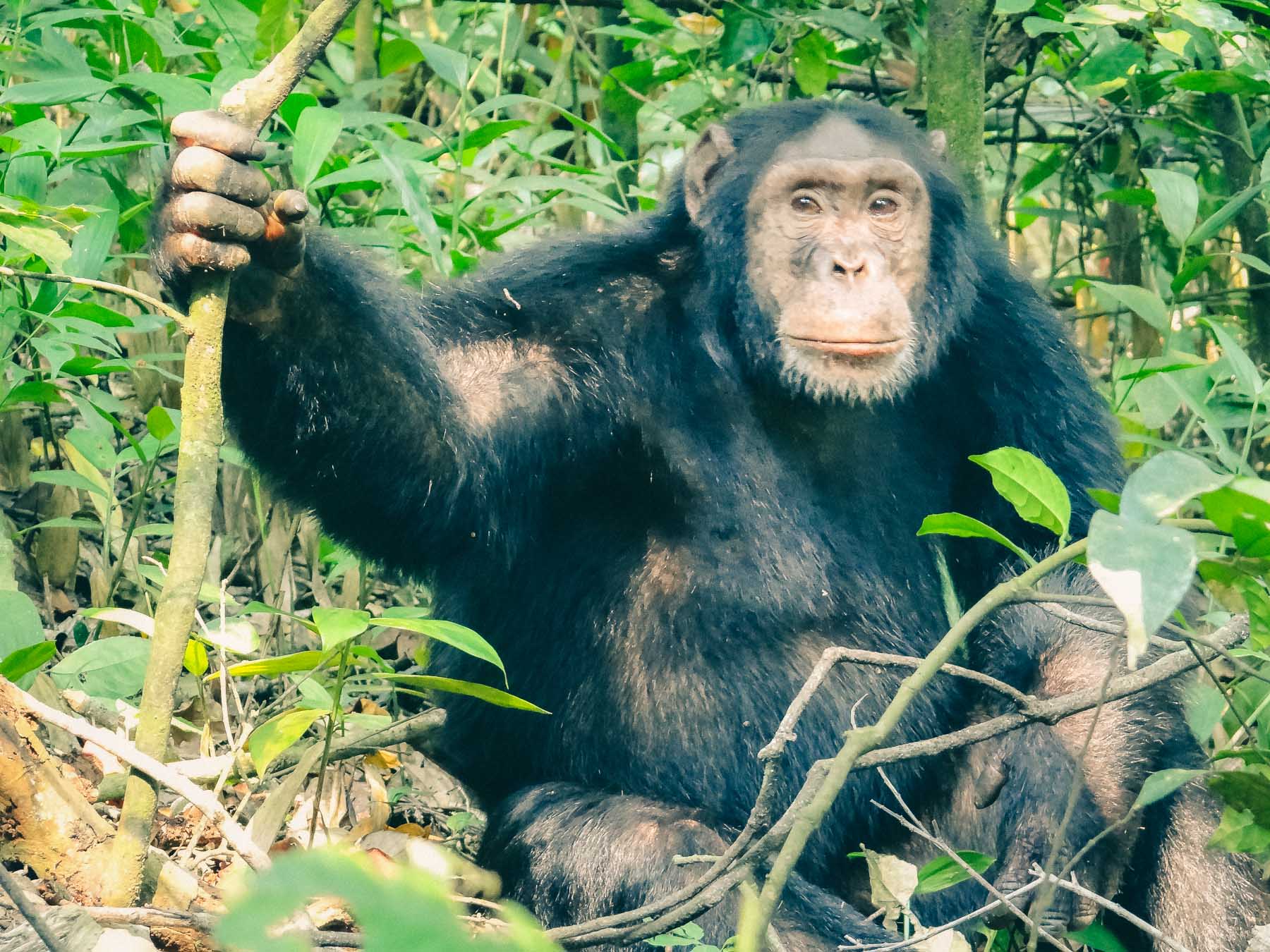 Chimpanze-Rwanda