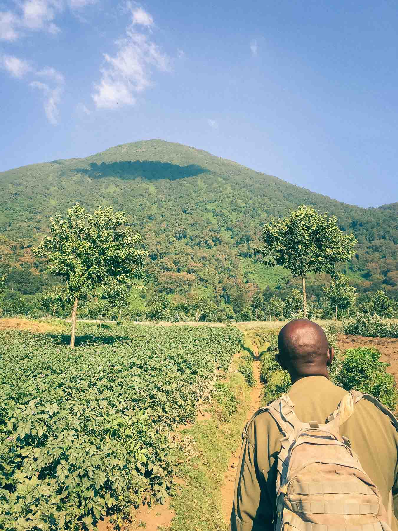 voir-les-gorilles-des-montagnes-au-Rwanda