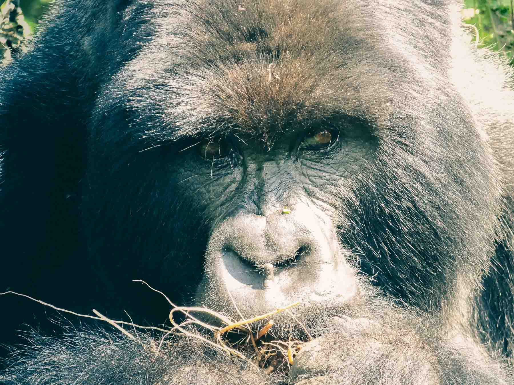voir-les-gorilles-des-montagnes-au-Rwanda