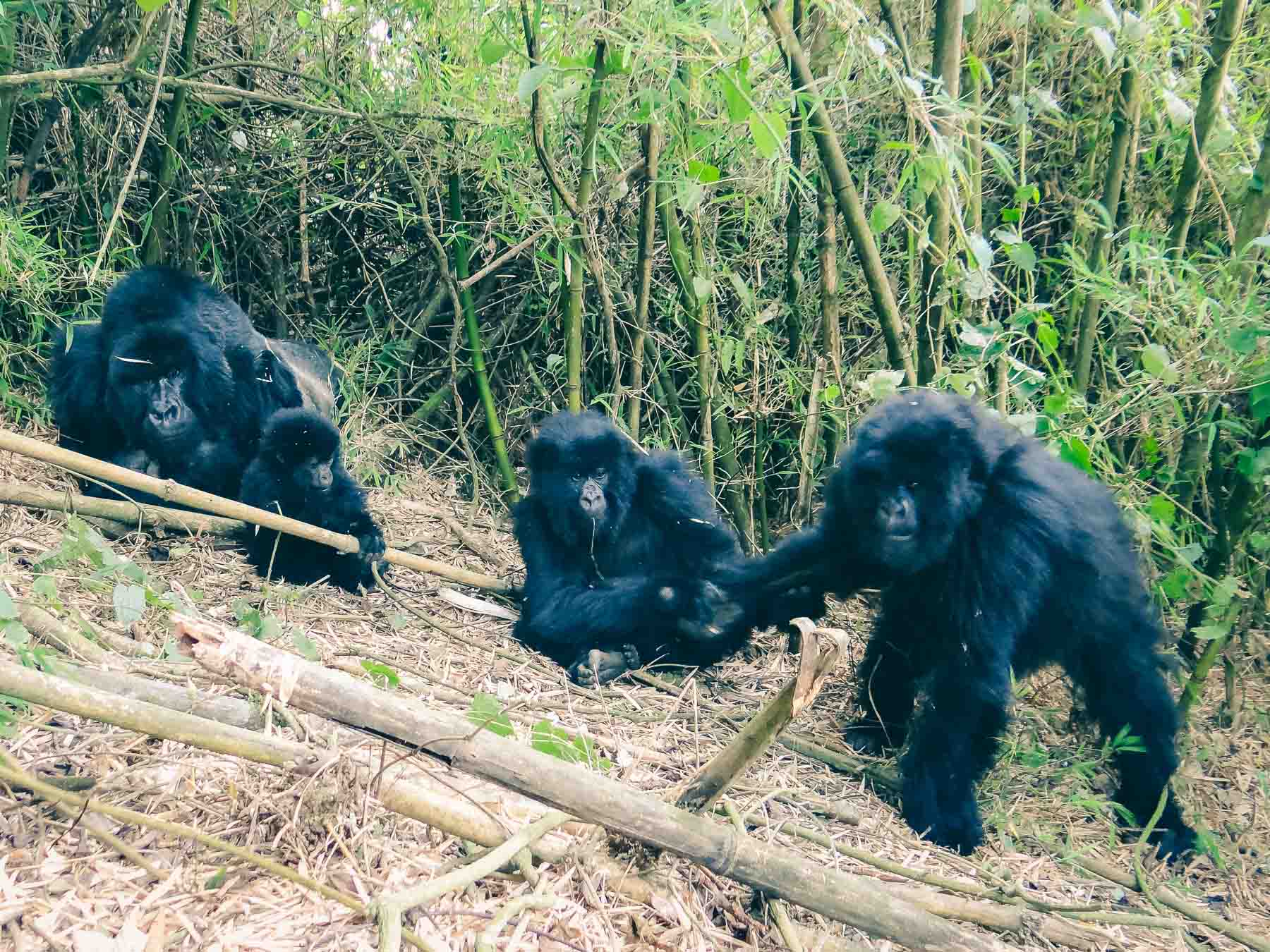 voir-les-gorilles-des-montagnes-au-Rwanda