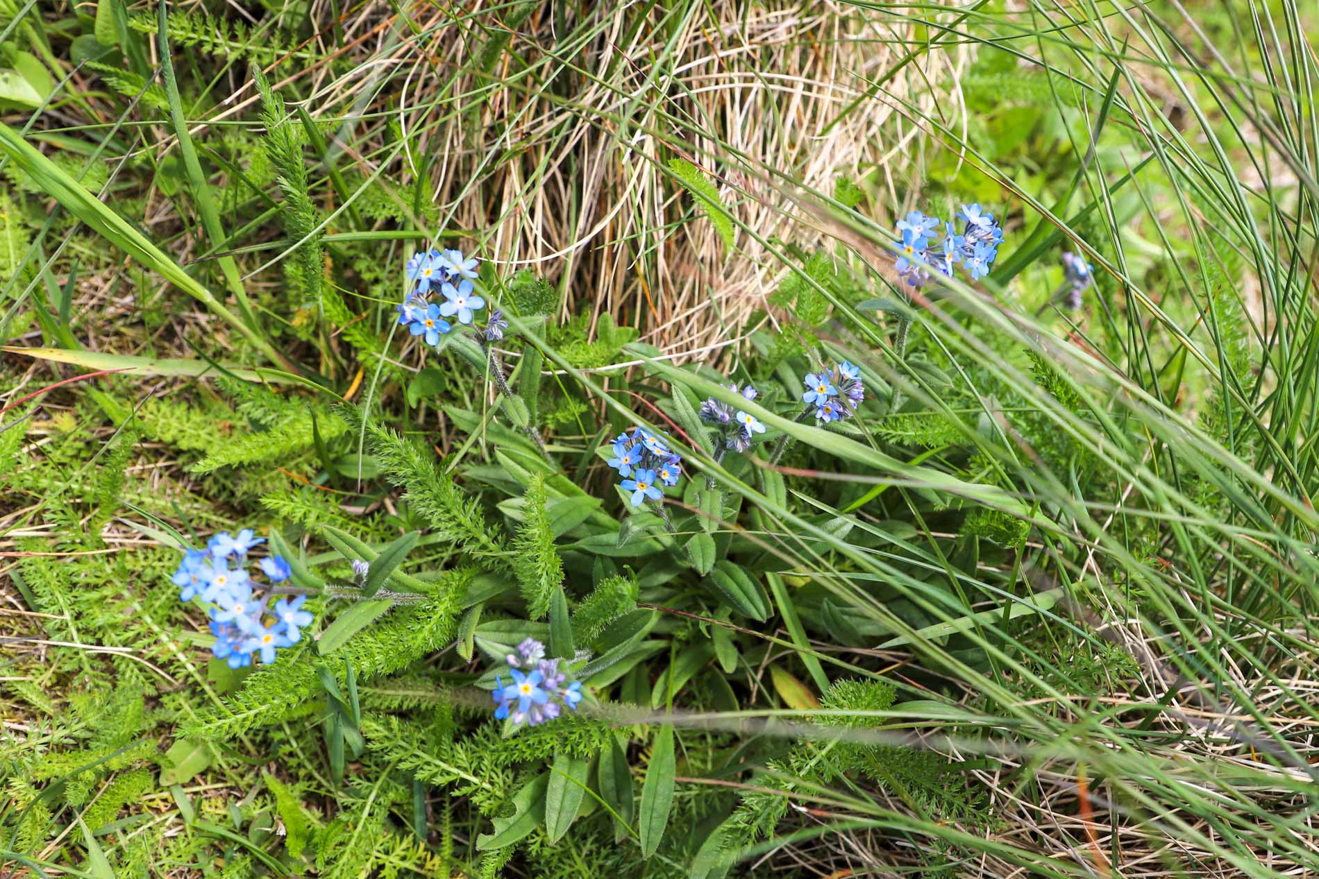 flore-cantal-volcan