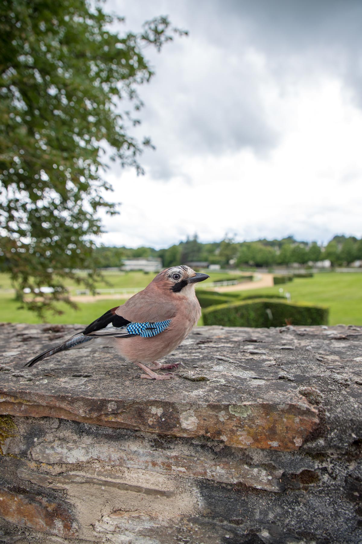 oiseau-correze