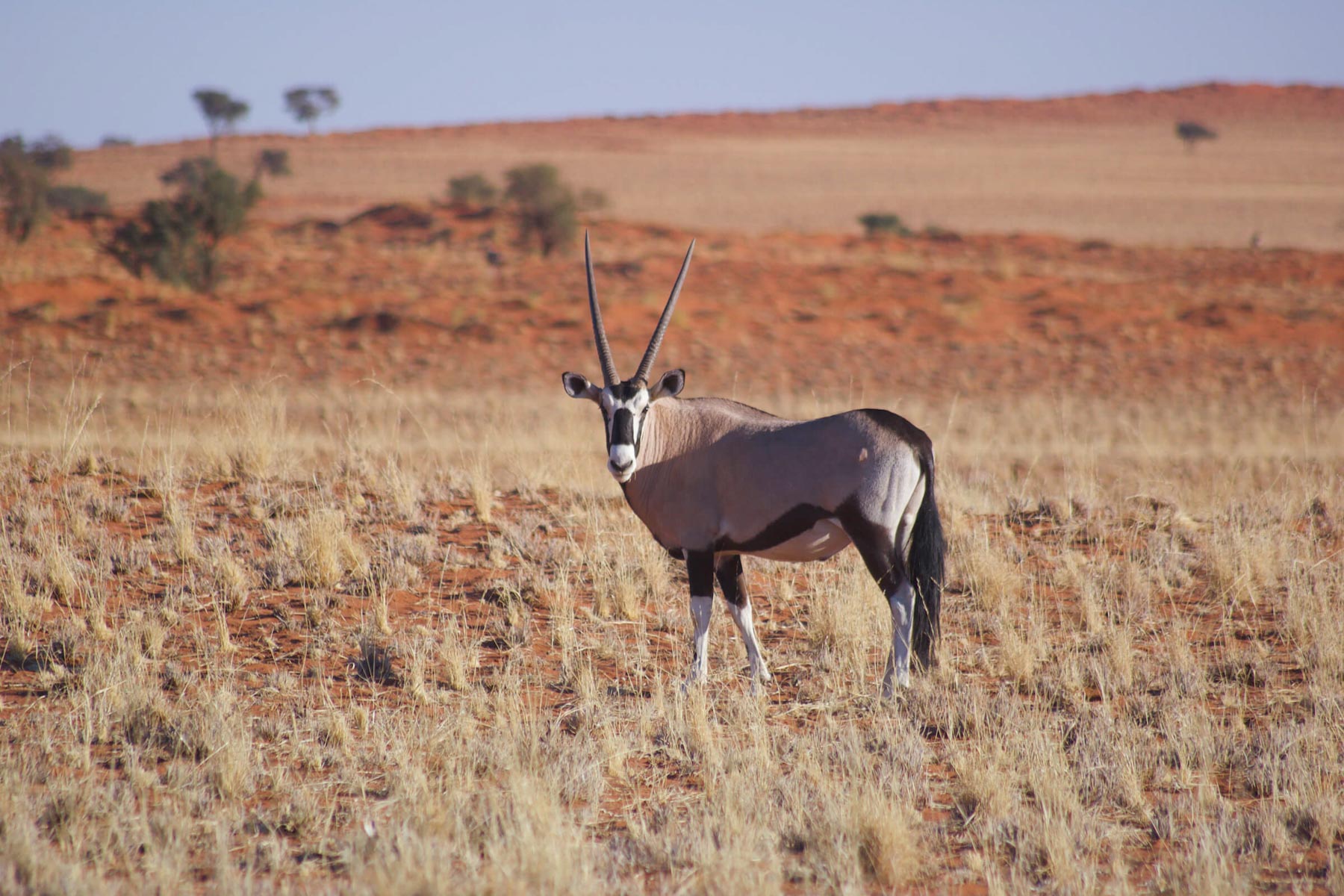 voyager-en-namibie-coup-de-coeur