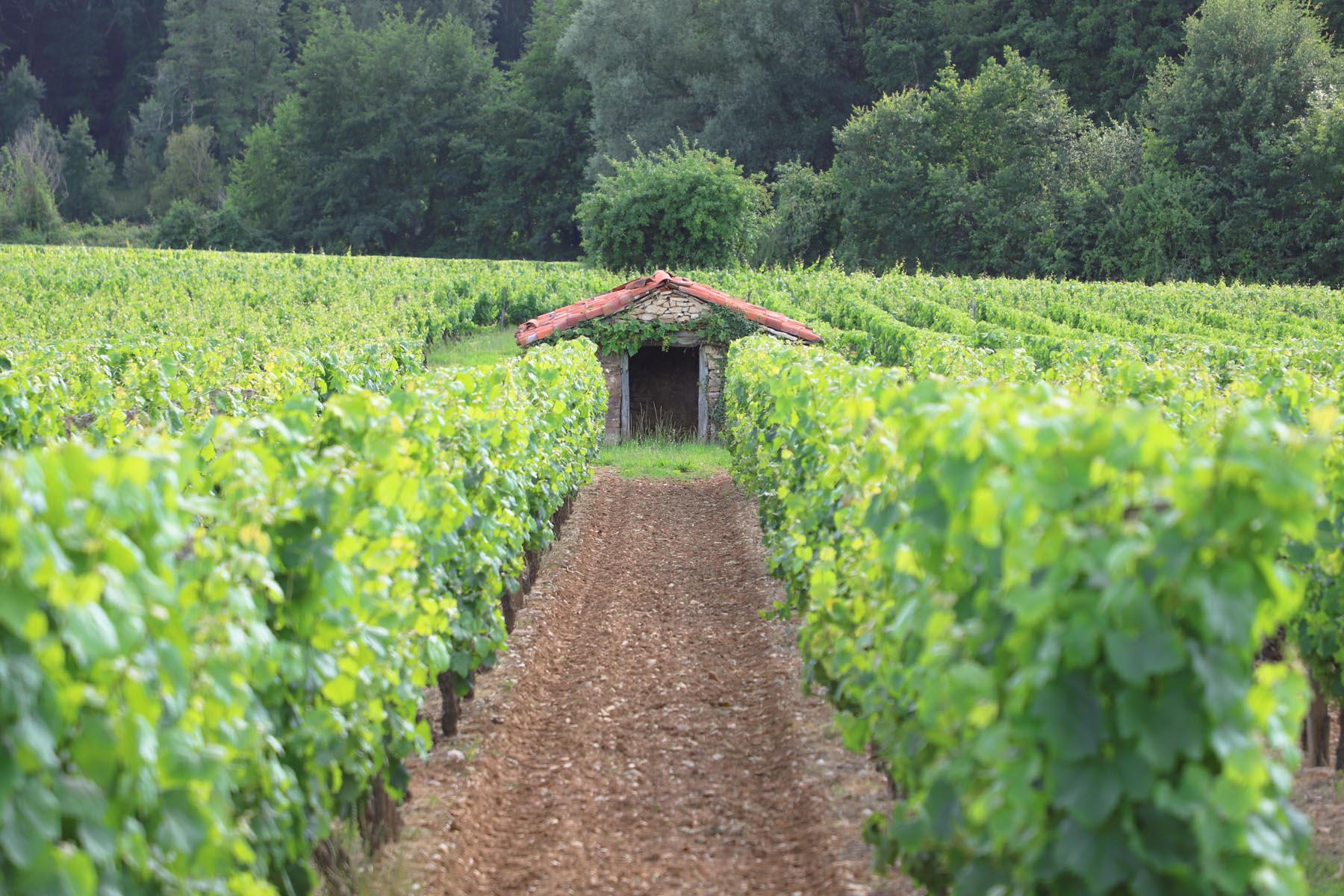 vignoble-de-cahors