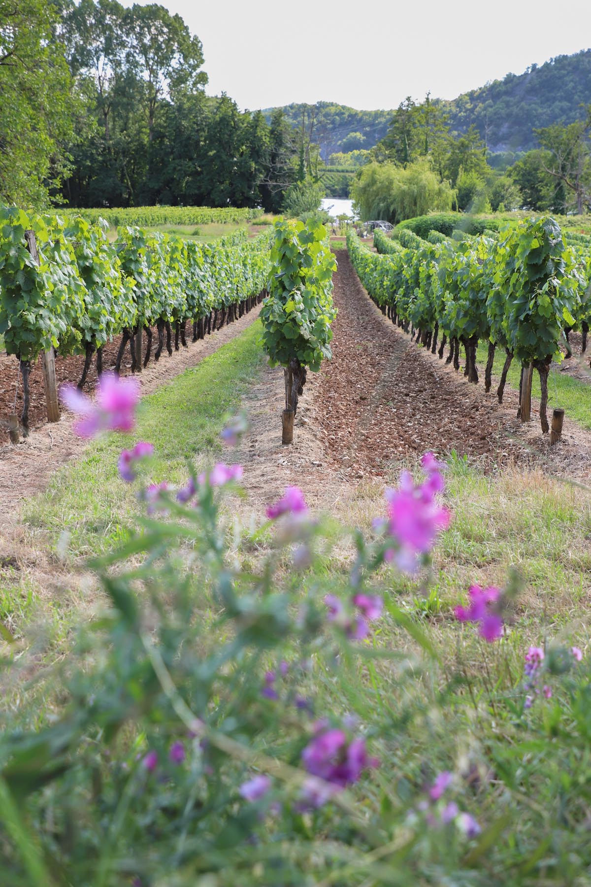 vignoble-lieux-incontournables-du-Lot