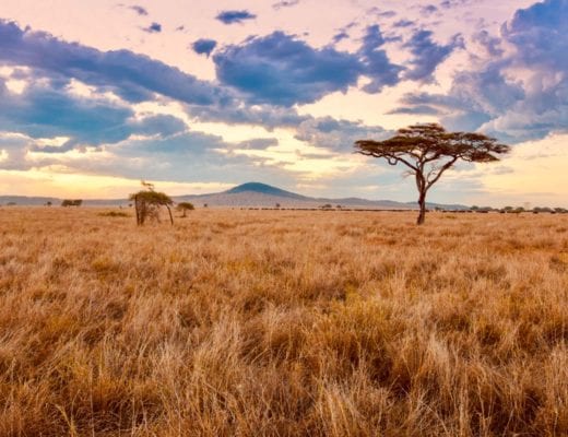 Voyager-en-Tanzanie-pour-faire-du-volontariat-Serengeti