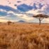 Voyager-en-Tanzanie-pour-faire-du-volontariat-Serengeti