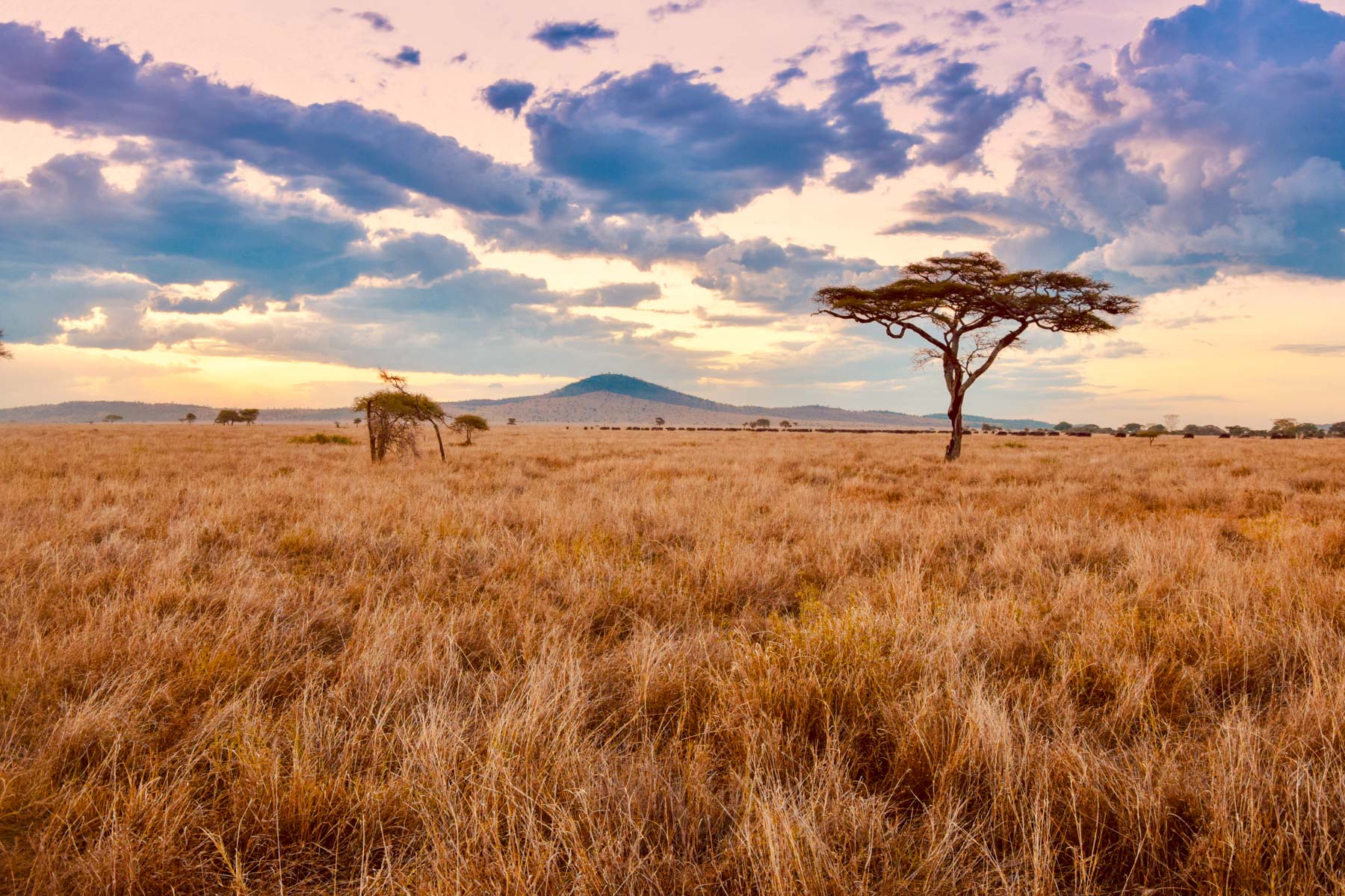 Voyager-en-Tanzanie-pour-faire-du-volontariat-Serengeti