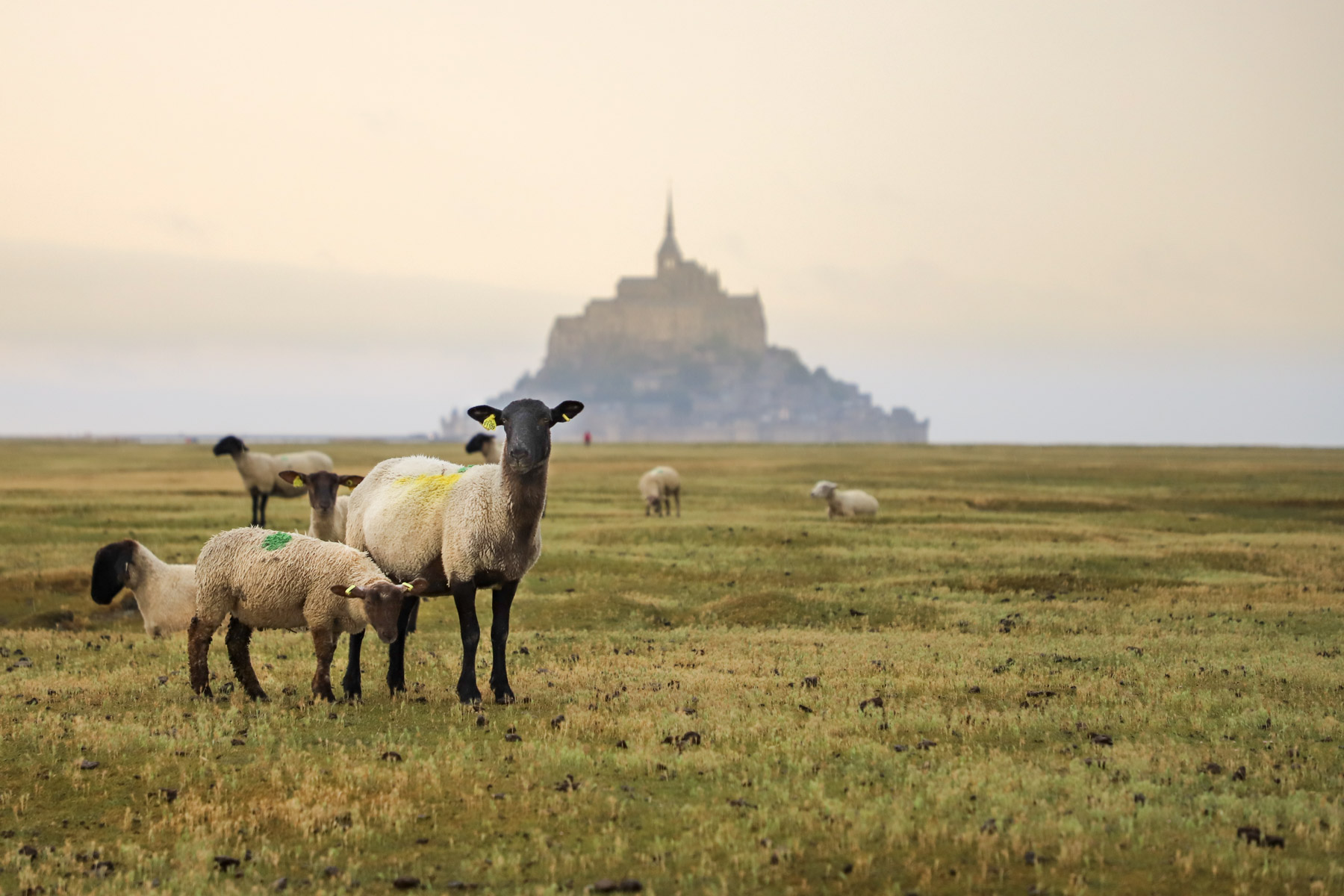 pres-sales-mont-saint-michel