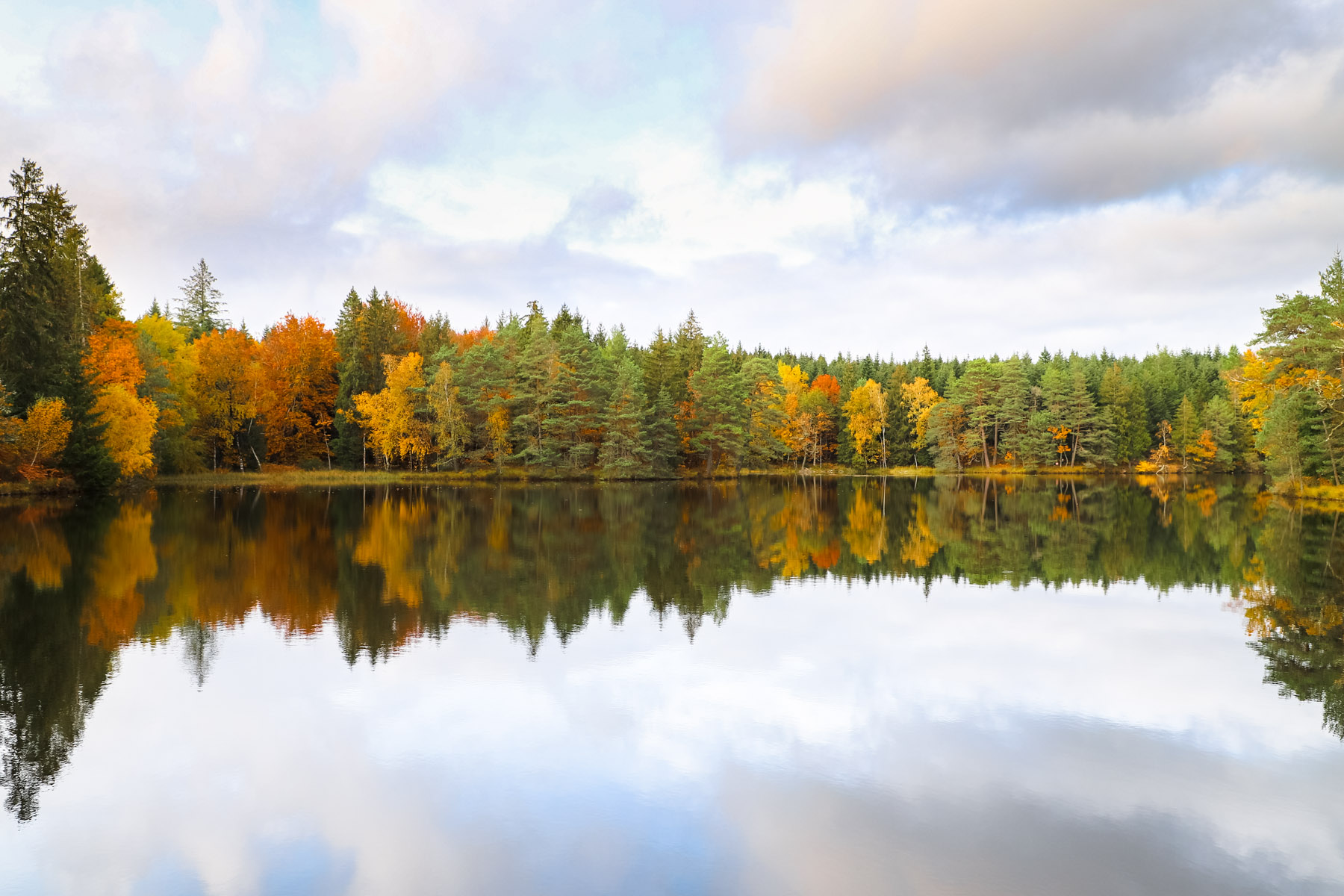 Foret-Domaniale-de-Sedieres-Correze-Limousin-France