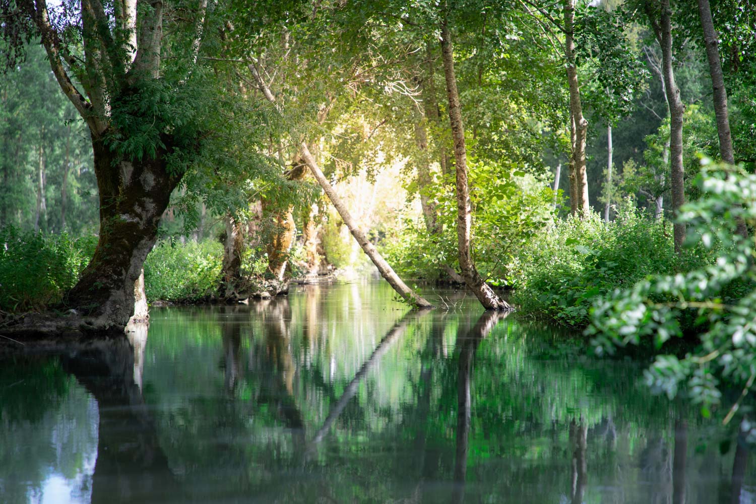 decouvrir-le-marais-poitevin