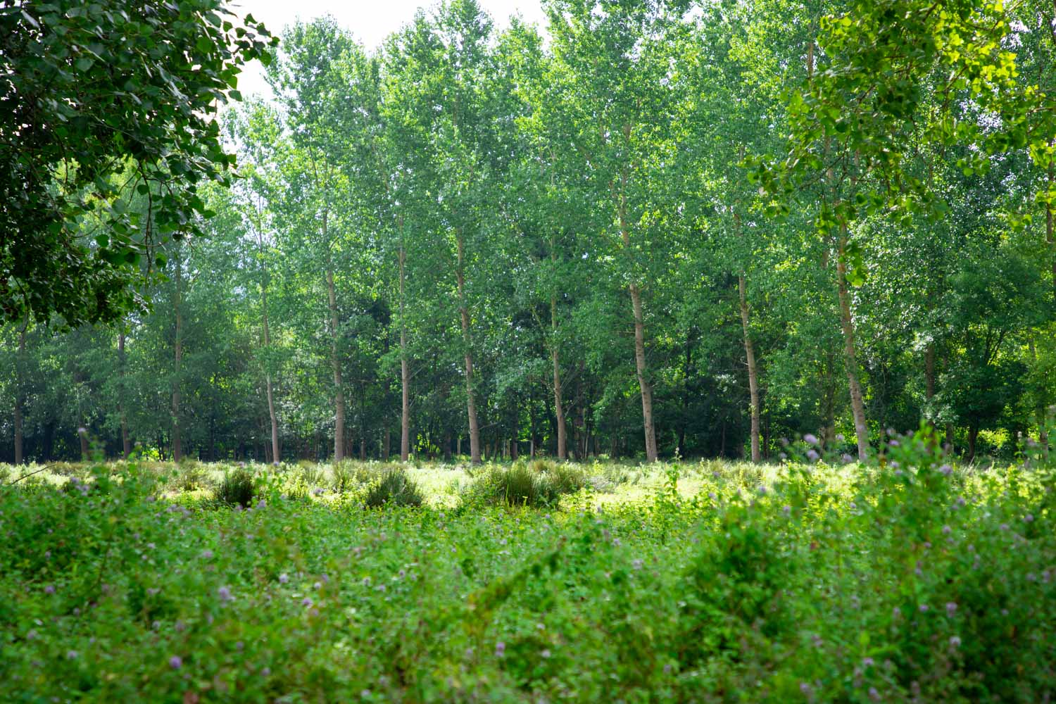 nature-deux-sevres-france