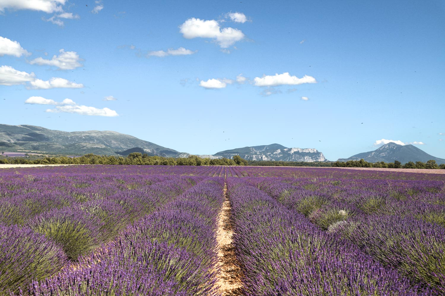 champ-de-lavande-valensole