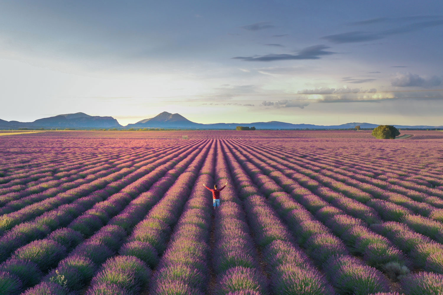 ou-voir-les-champs-de-lavande-en-provence-valensole