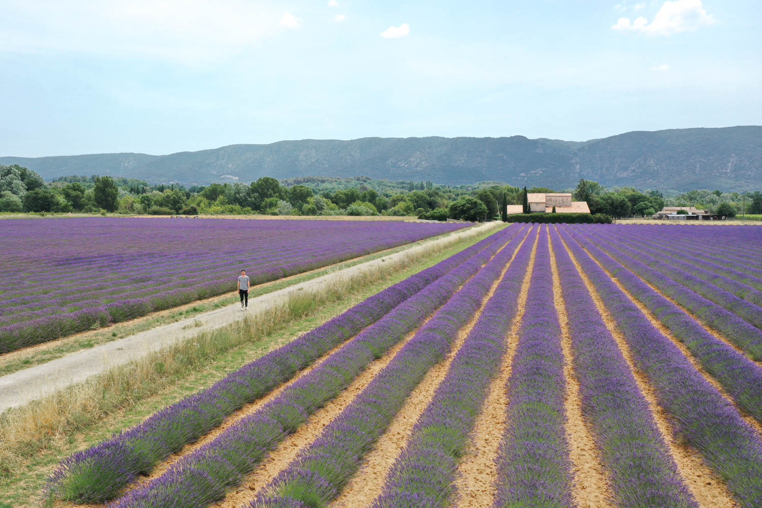 visiter-la-haute-provence-et-les-champs-de-lavande