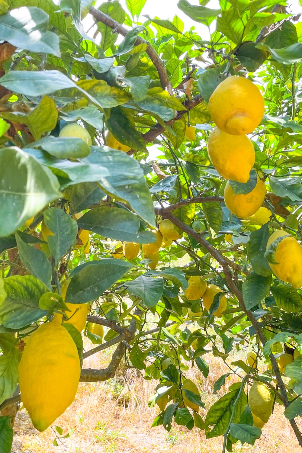 citron-de-menton