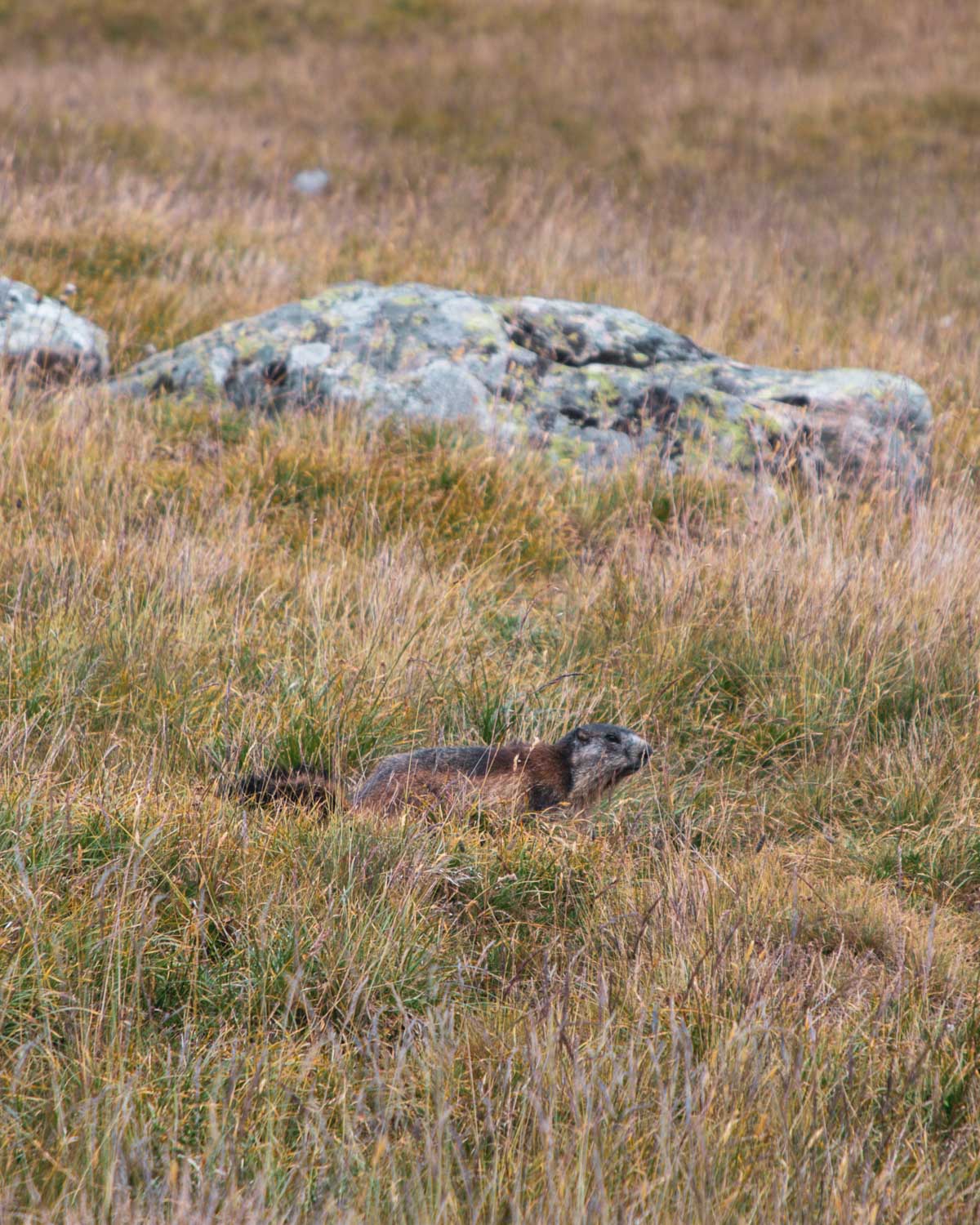 Marmotte-col-d-arsine