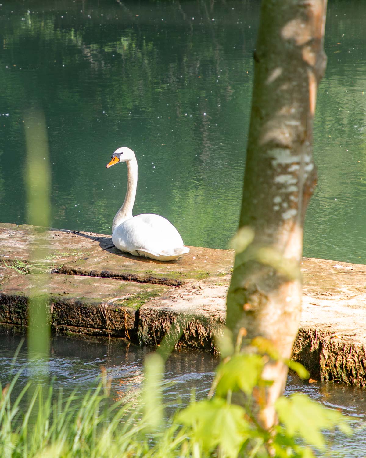 plan-d-eau-Erstein-Plobsheim