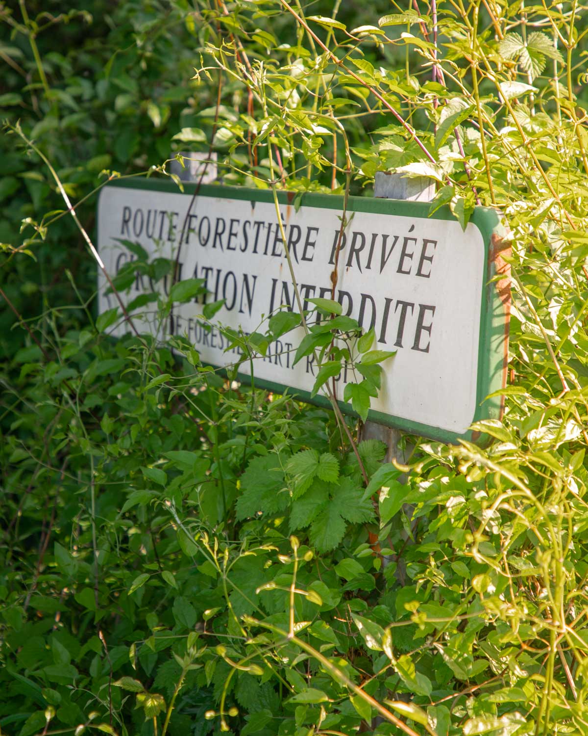 reserve-naturelle-Foret-d-Erstein