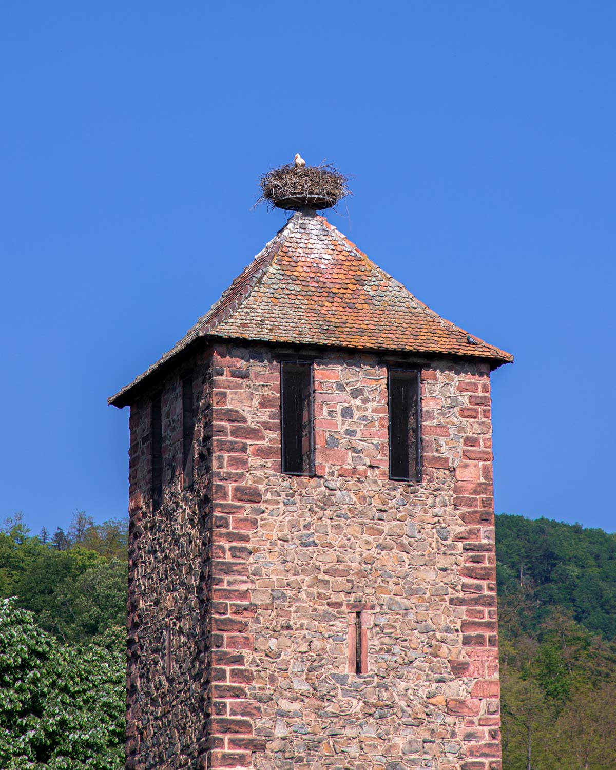 ou-voir-des-cigognes-en-alsace