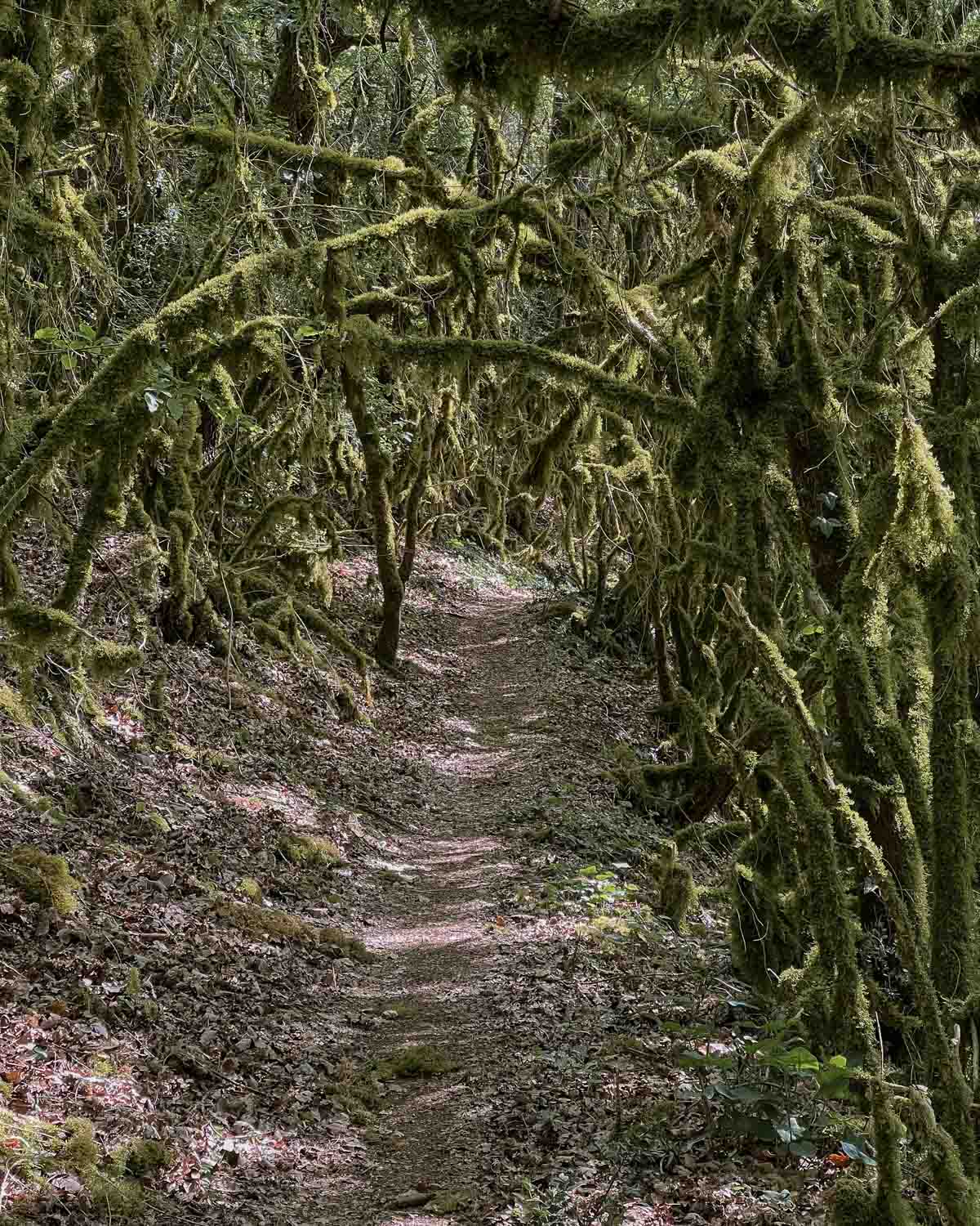 trail-au-lac-du-causse-en-correze